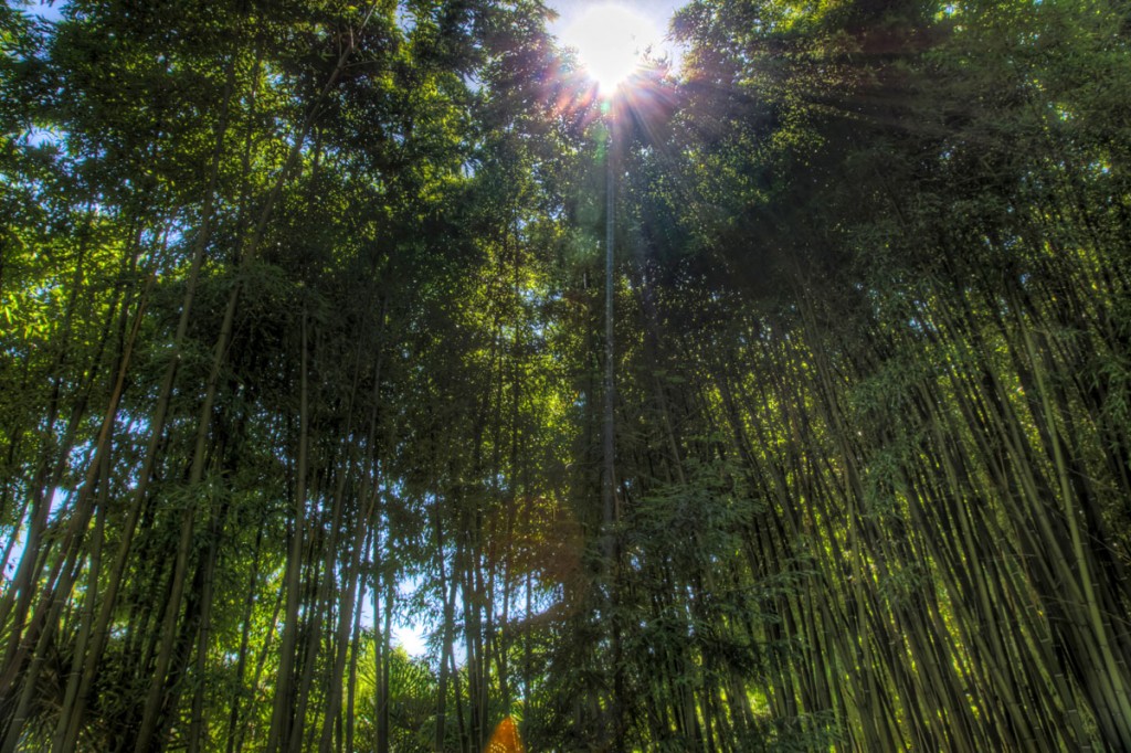 bamboo sunlight_DSC01638 Chillaxing the World